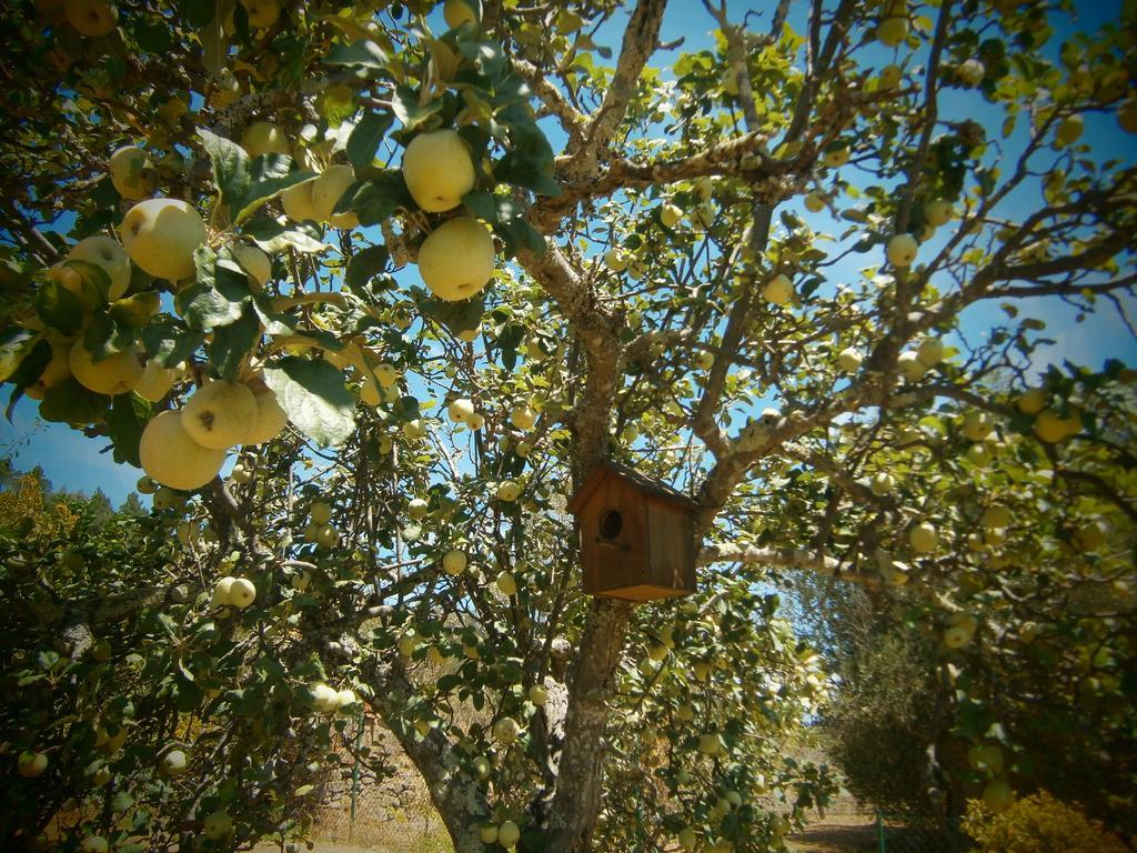 Quinta Do Tempo Turismo Rural Monchique Bagian luar foto
