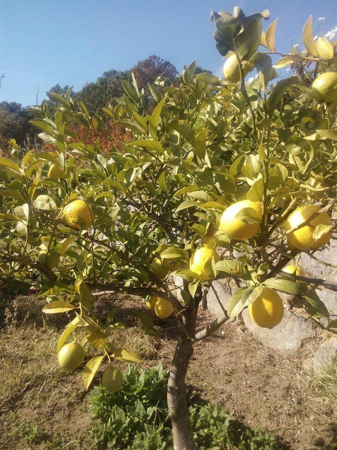 Quinta Do Tempo Turismo Rural Monchique Bagian luar foto